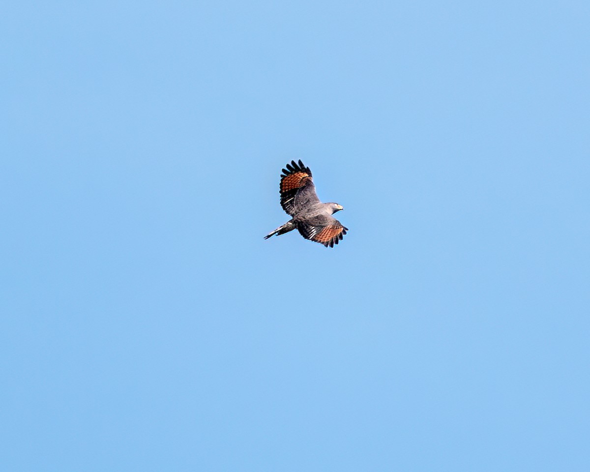 Roadside Hawk - ML622051654