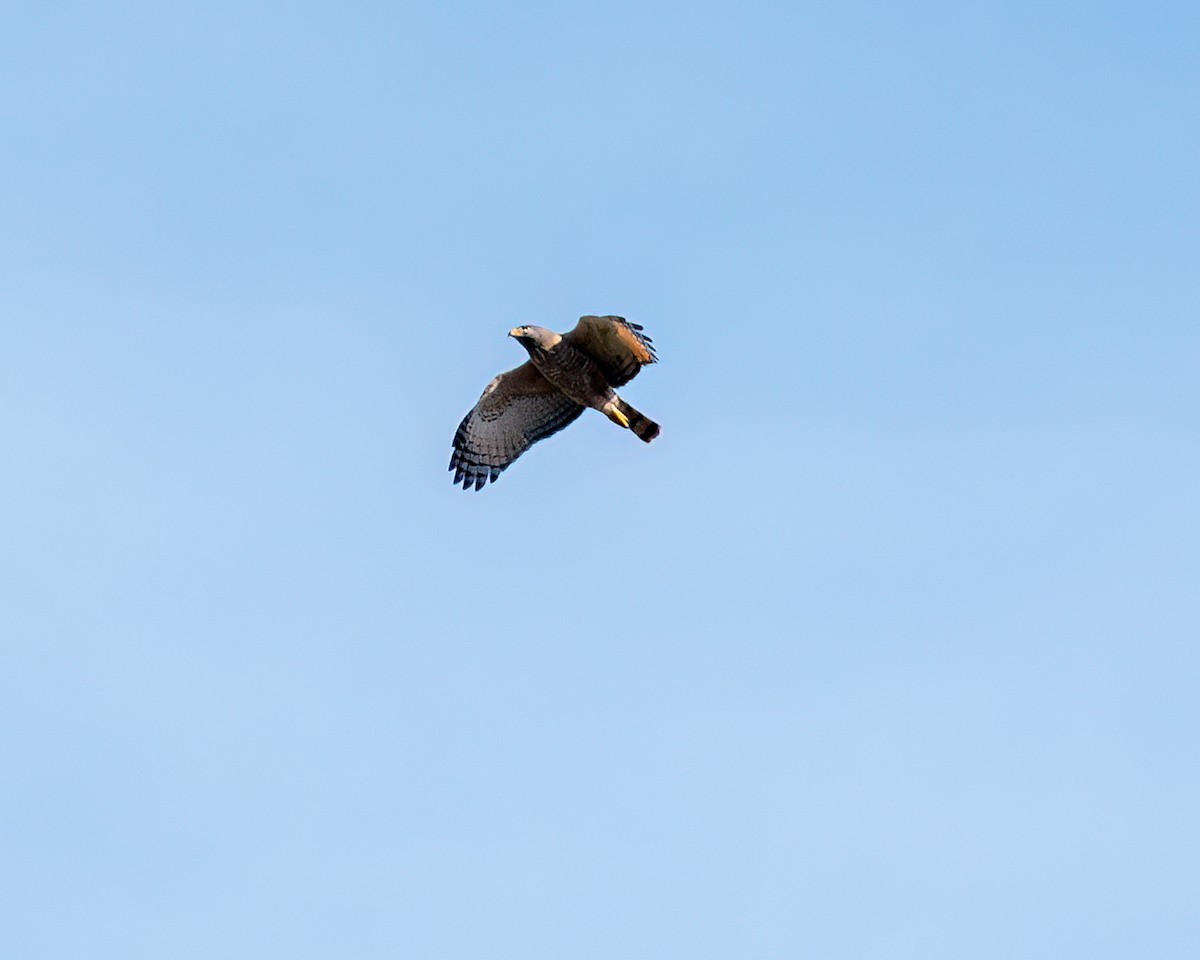 Roadside Hawk - ML622051655