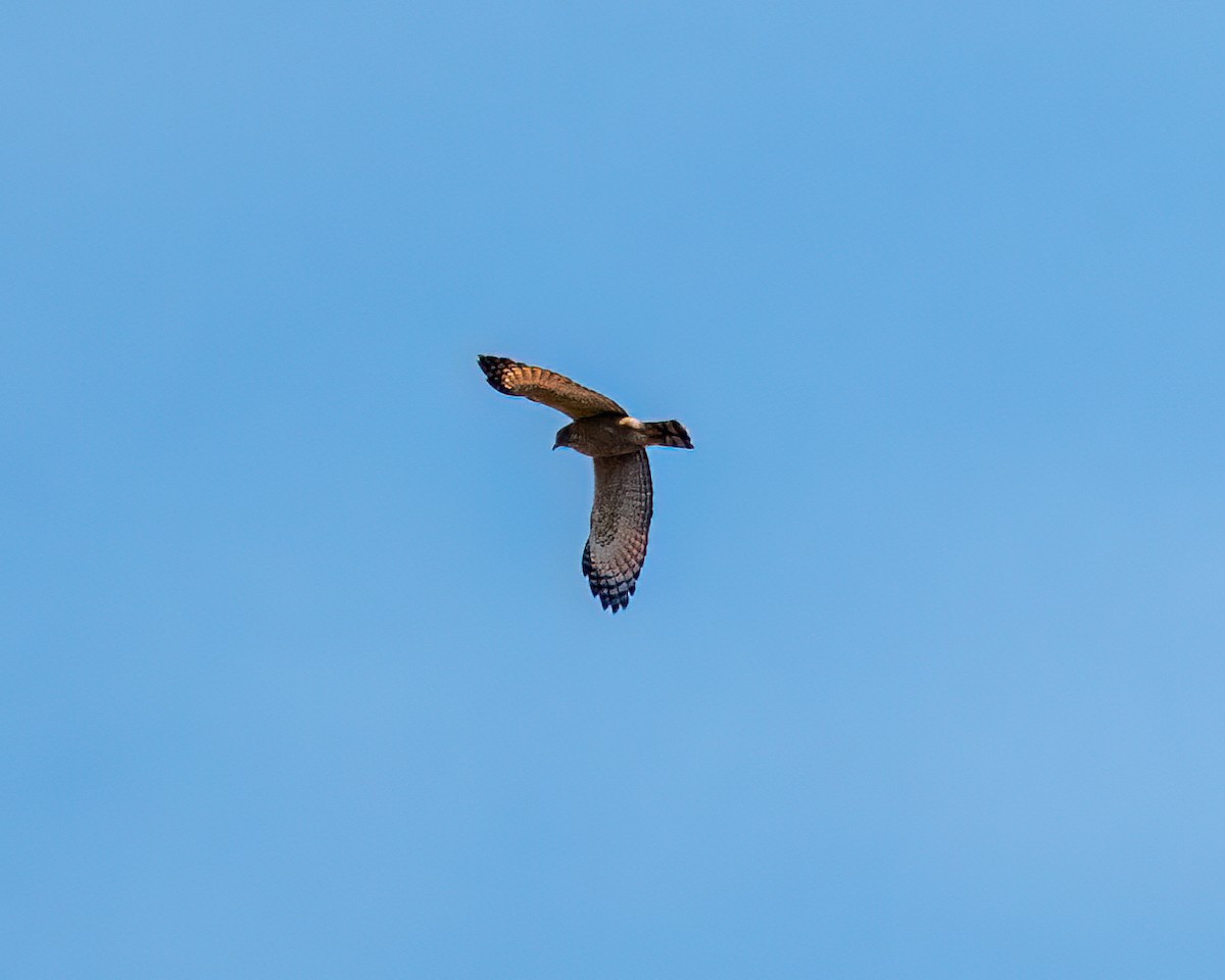 Roadside Hawk - ML622051656