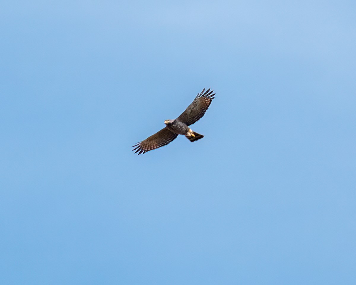 Roadside Hawk - ML622051657