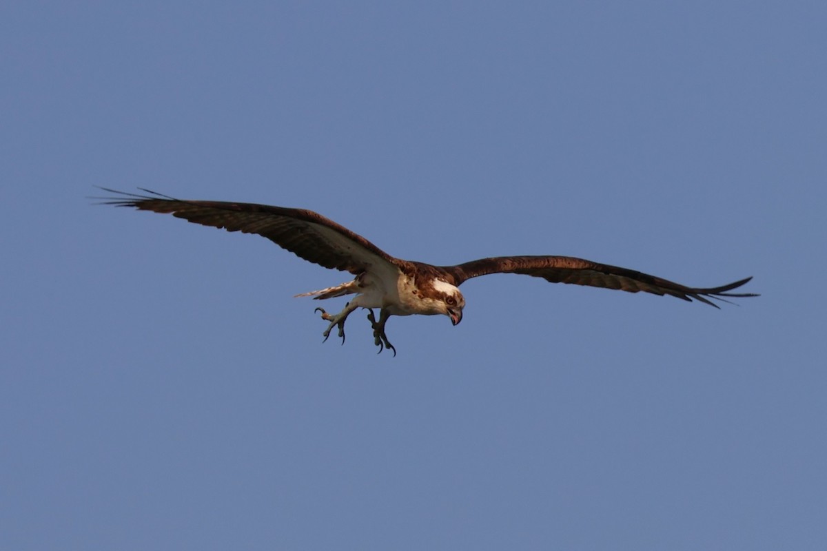 Osprey - ML622051658