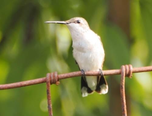 Ruby-throated Hummingbird - ML622051659