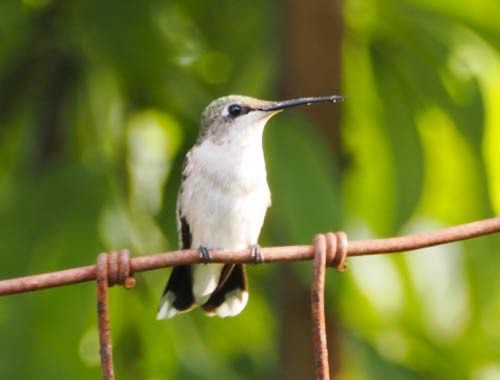 Ruby-throated Hummingbird - ML622051660