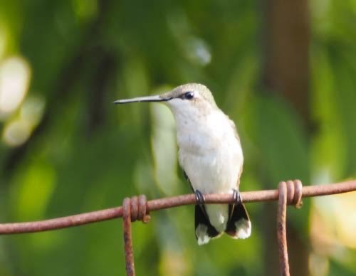 Ruby-throated Hummingbird - ML622051661