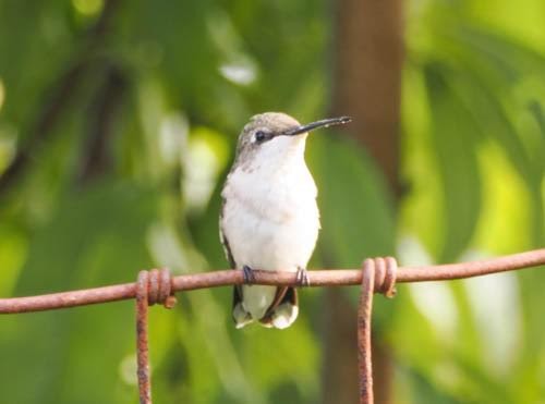 Ruby-throated Hummingbird - ML622051662