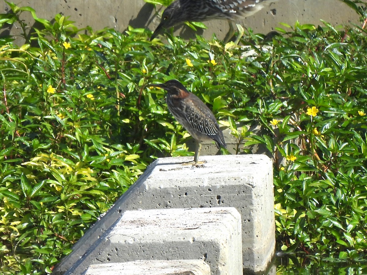 Green Heron - ML622051664