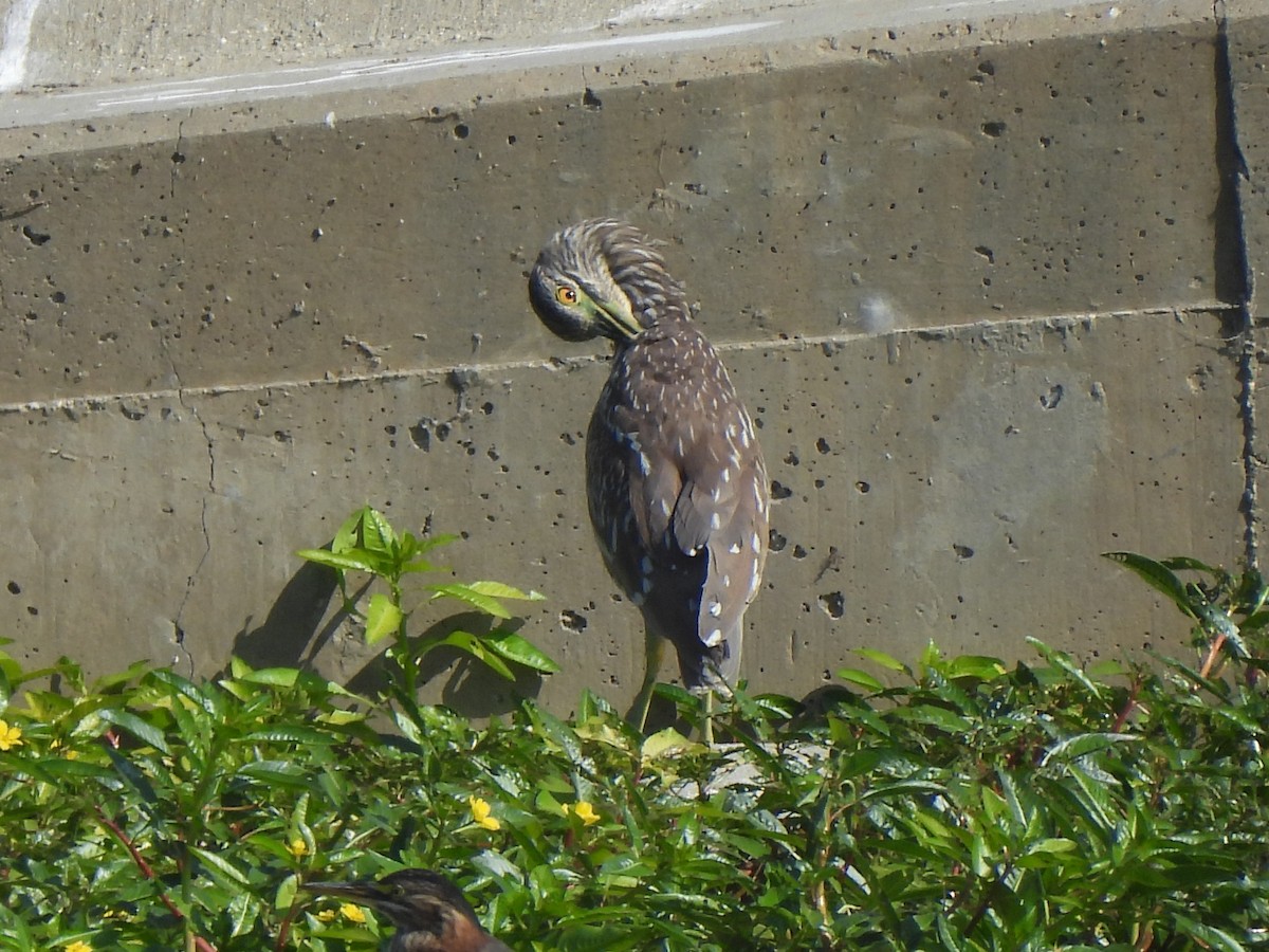 Black-crowned Night Heron - ML622051667