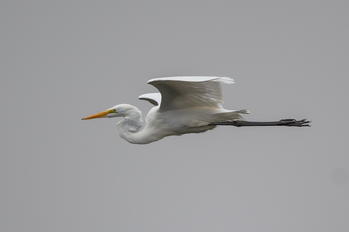 Great Egret - Tom Hambleton