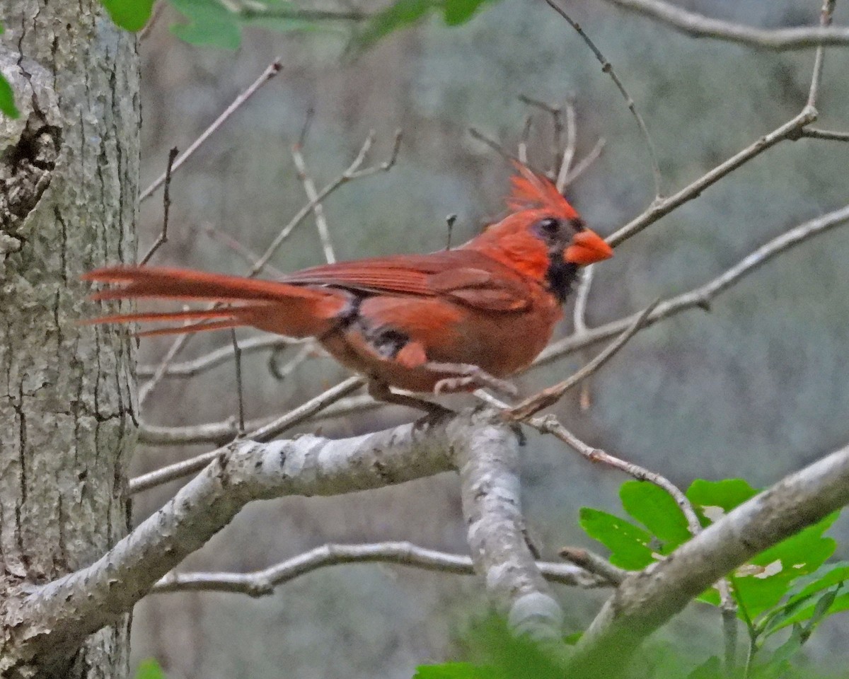 Northern Cardinal - ML622051675