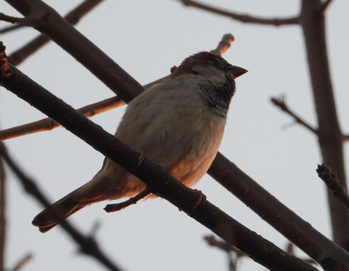 House Sparrow - ML622051678