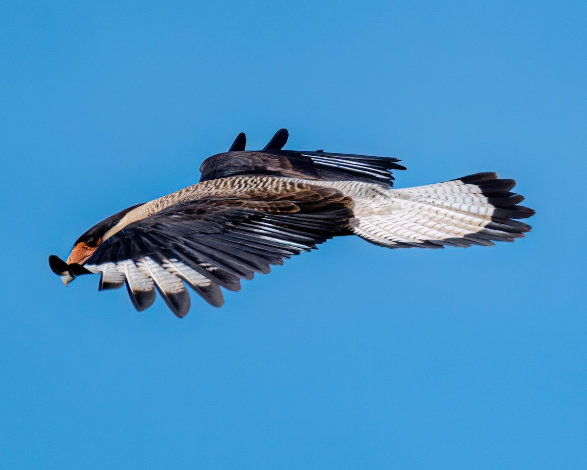 Crested Caracara - ML622051680