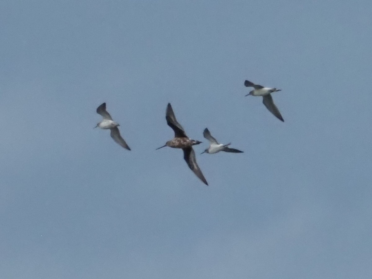 Hudsonian Godwit - ML622051681