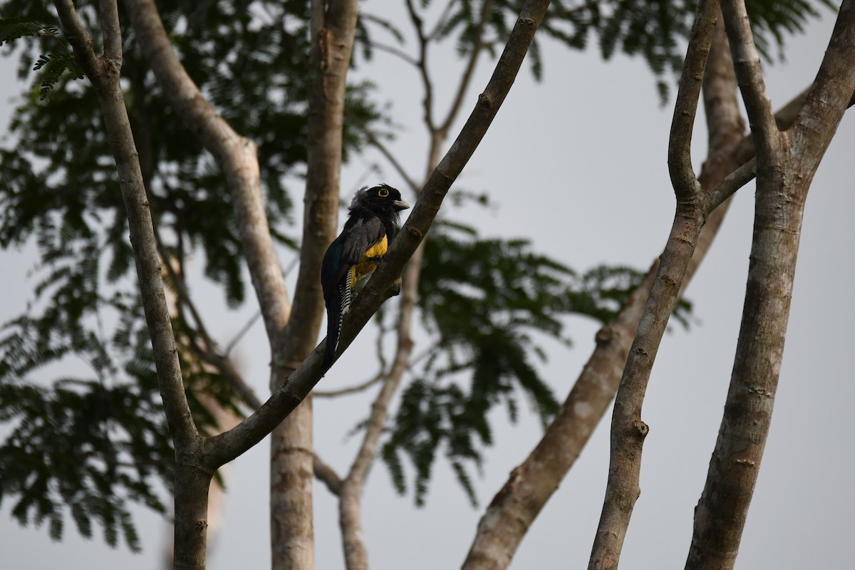 Gartered Trogon - ML622051683