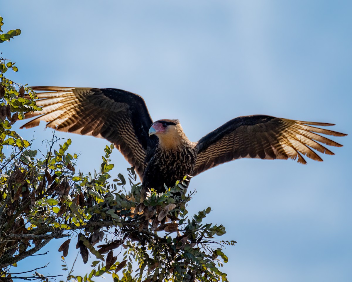 Crested Caracara - ML622051684