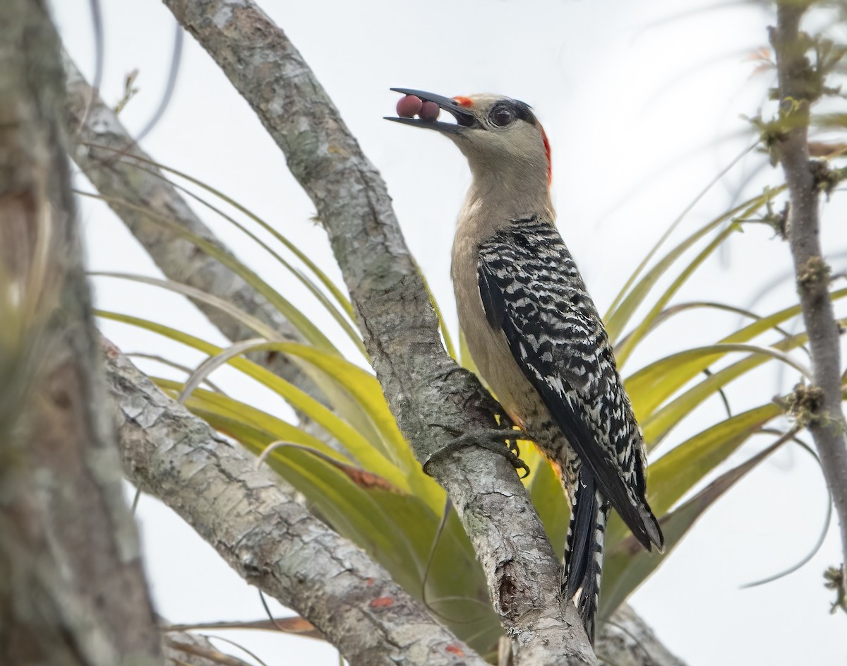 West Indian Woodpecker - ML622051685