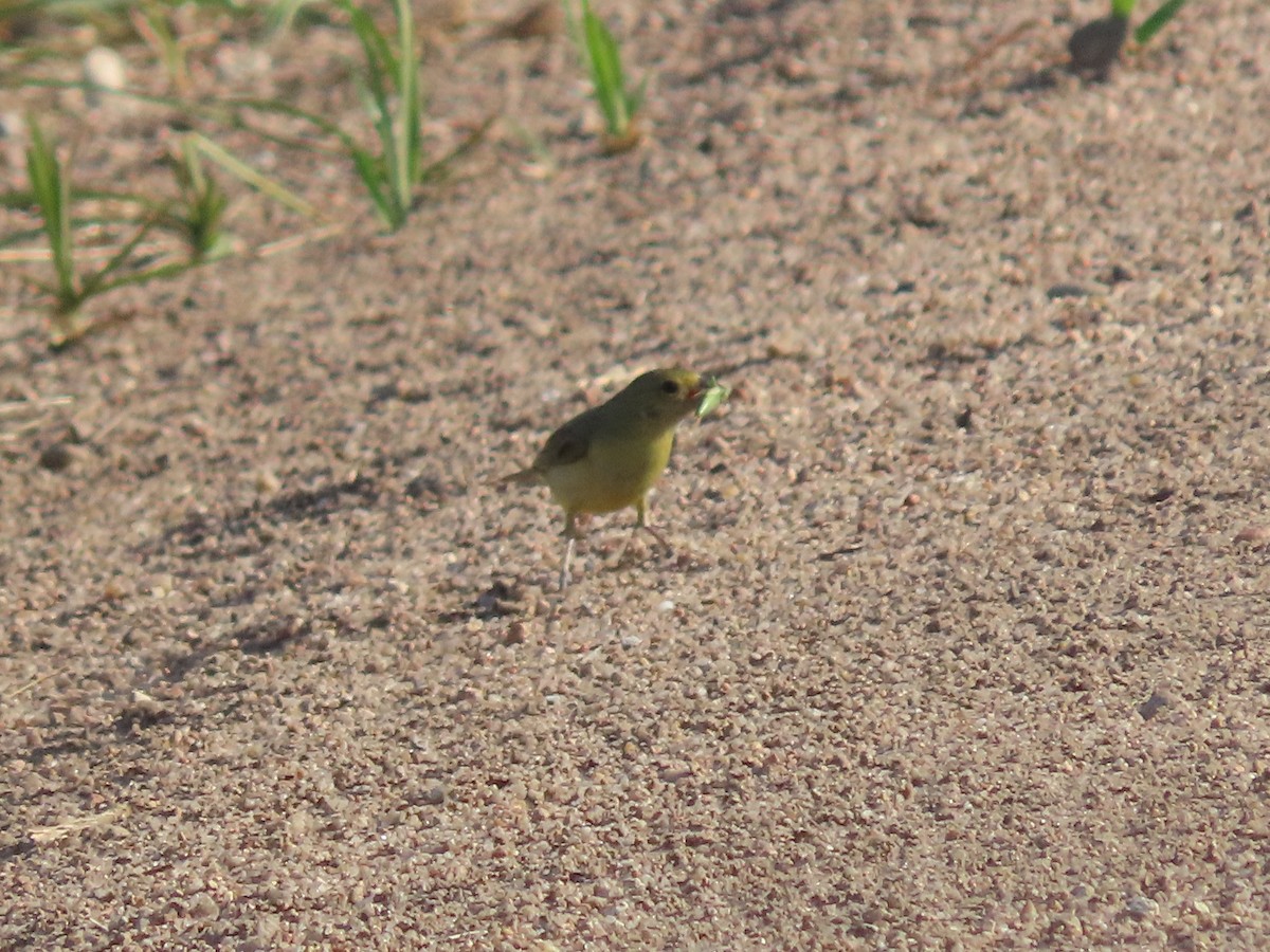 Painted Bunting - Dick Zerger