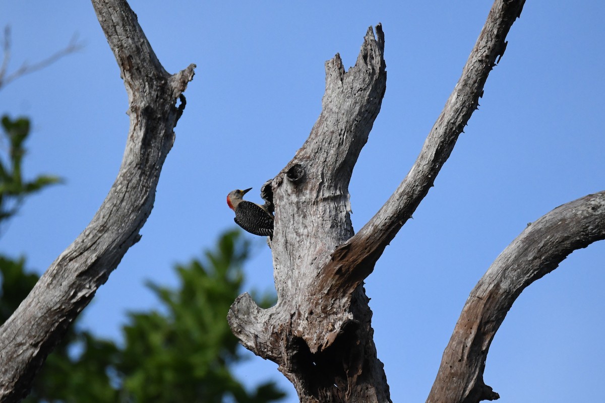 Yucatan Woodpecker - ML622051687
