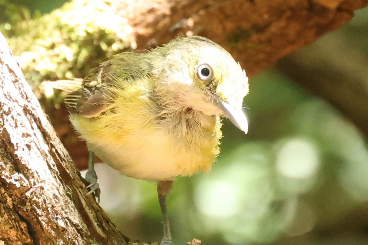 White-eyed Vireo - ML622051691