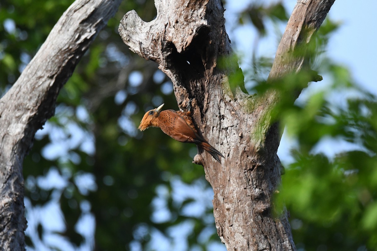 Chestnut-colored Woodpecker - ML622051694