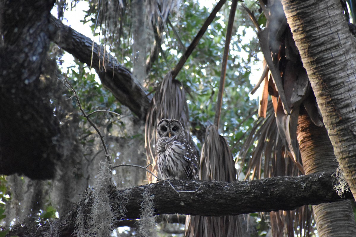 Barred Owl - ML622051696