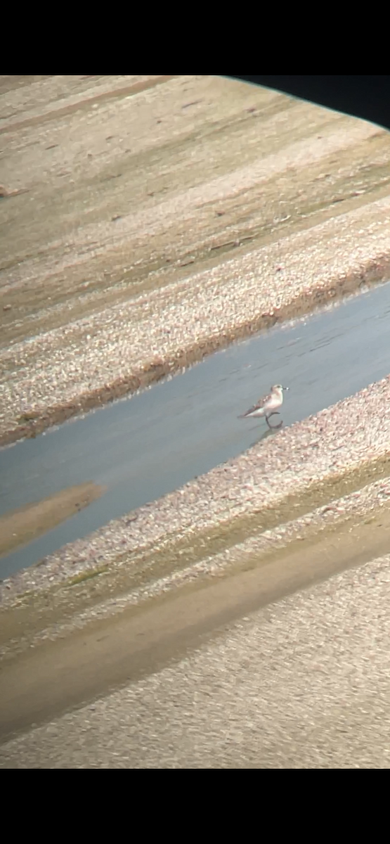 Semipalmated Sandpiper - ML622051697