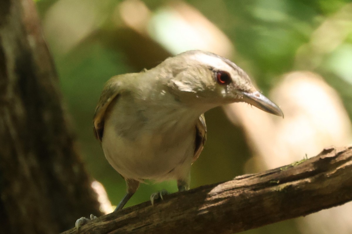 Red-eyed Vireo - ML622051699