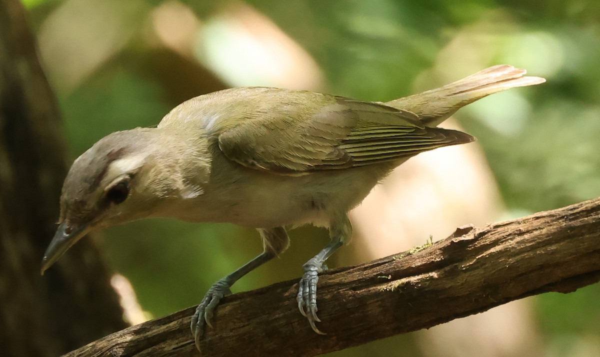 Red-eyed Vireo - ML622051700