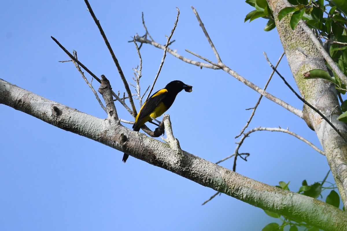 Black-cowled Oriole - ML622051701