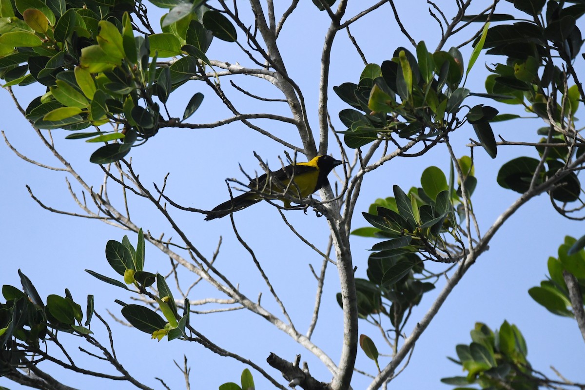 Black-cowled Oriole - ML622051702