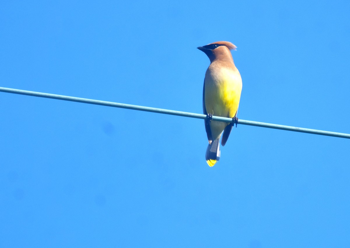 Cedar Waxwing - ML622051703