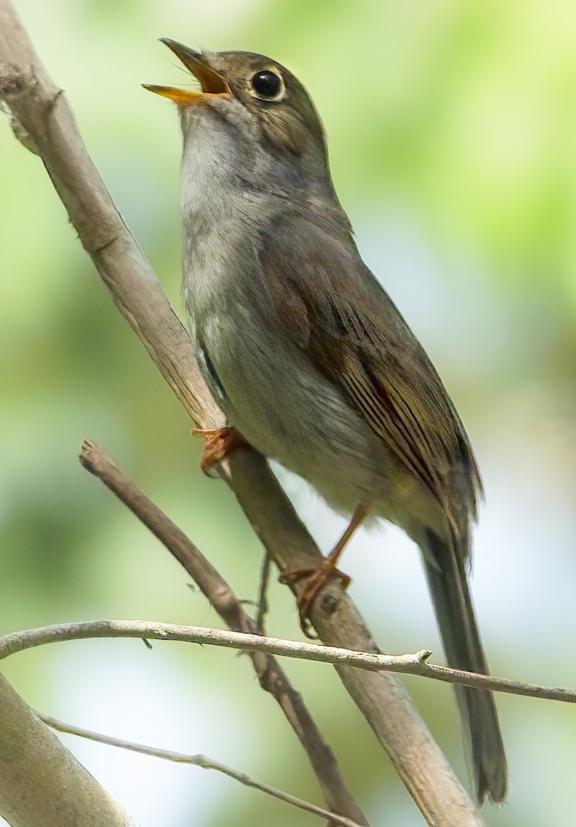 Cuban Pewee - ML622051704