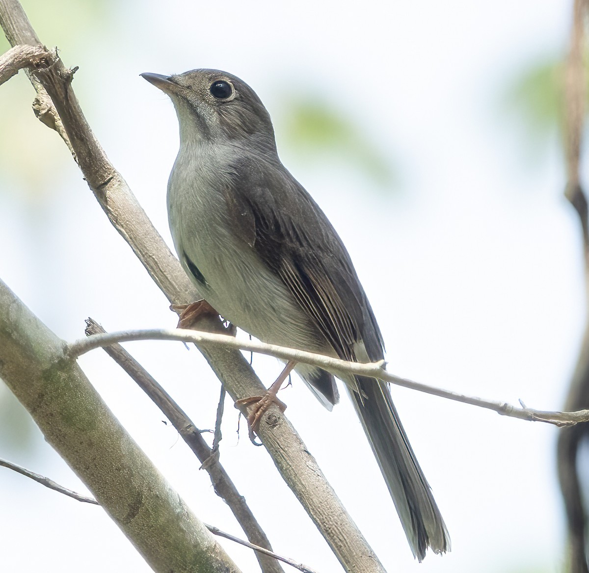 Cuban Pewee - ML622051705