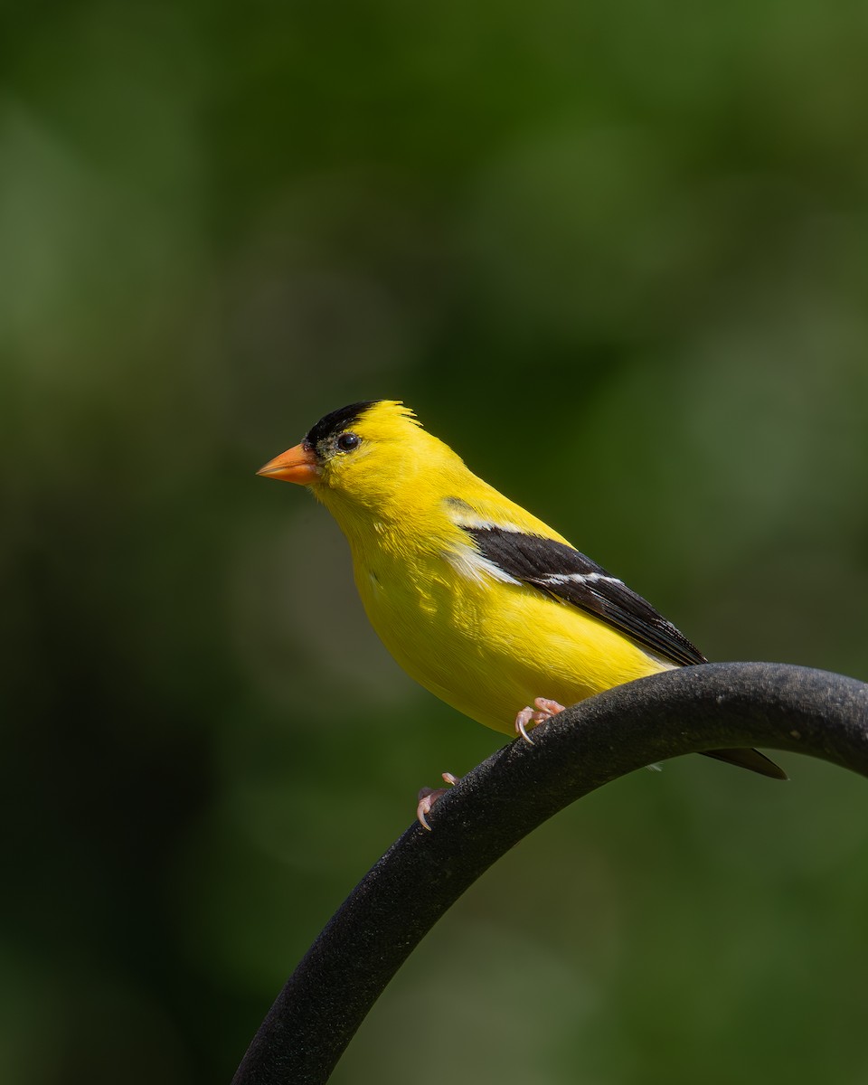 American Goldfinch - ML622051706