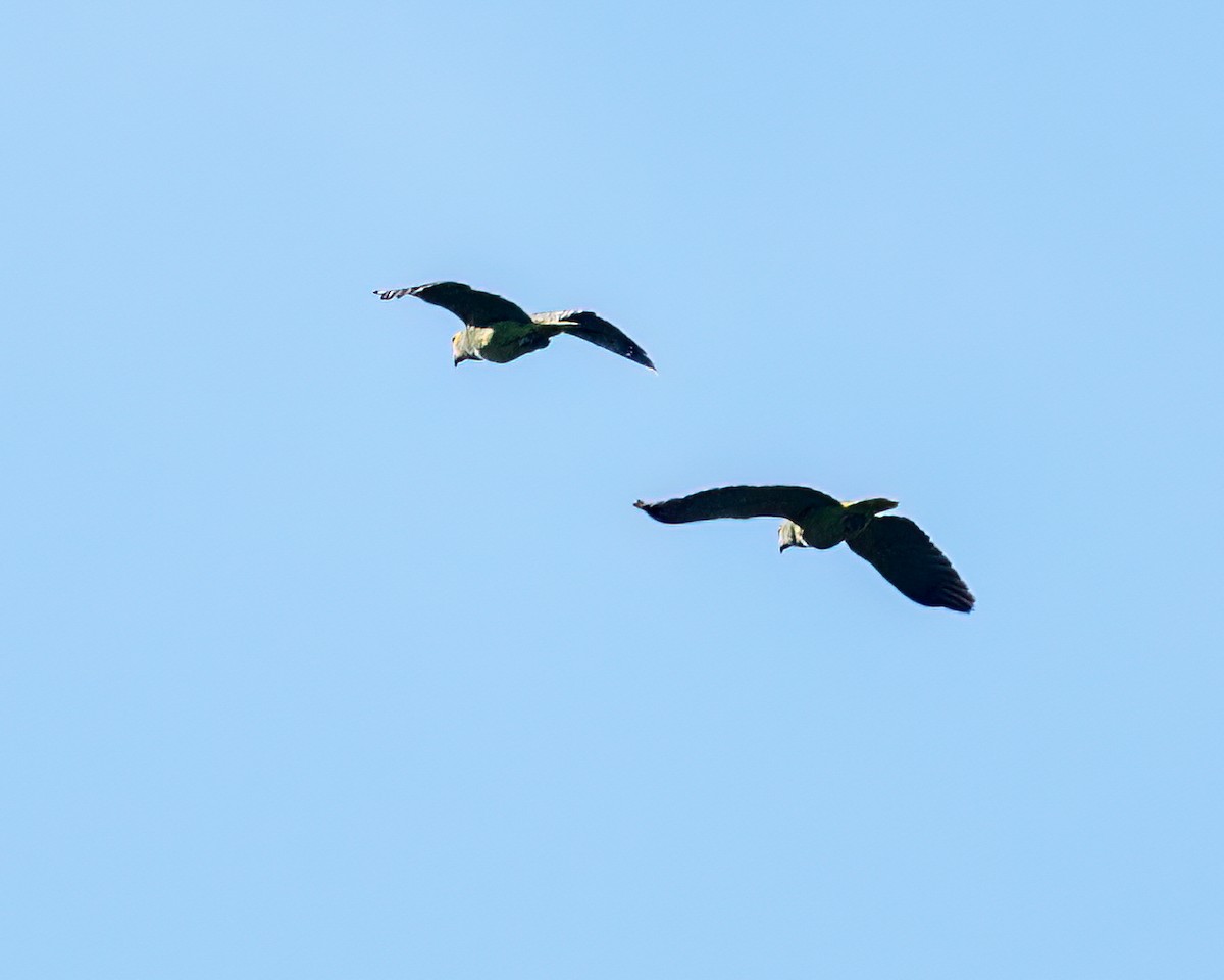 Turquoise-fronted Parrot - ML622051707