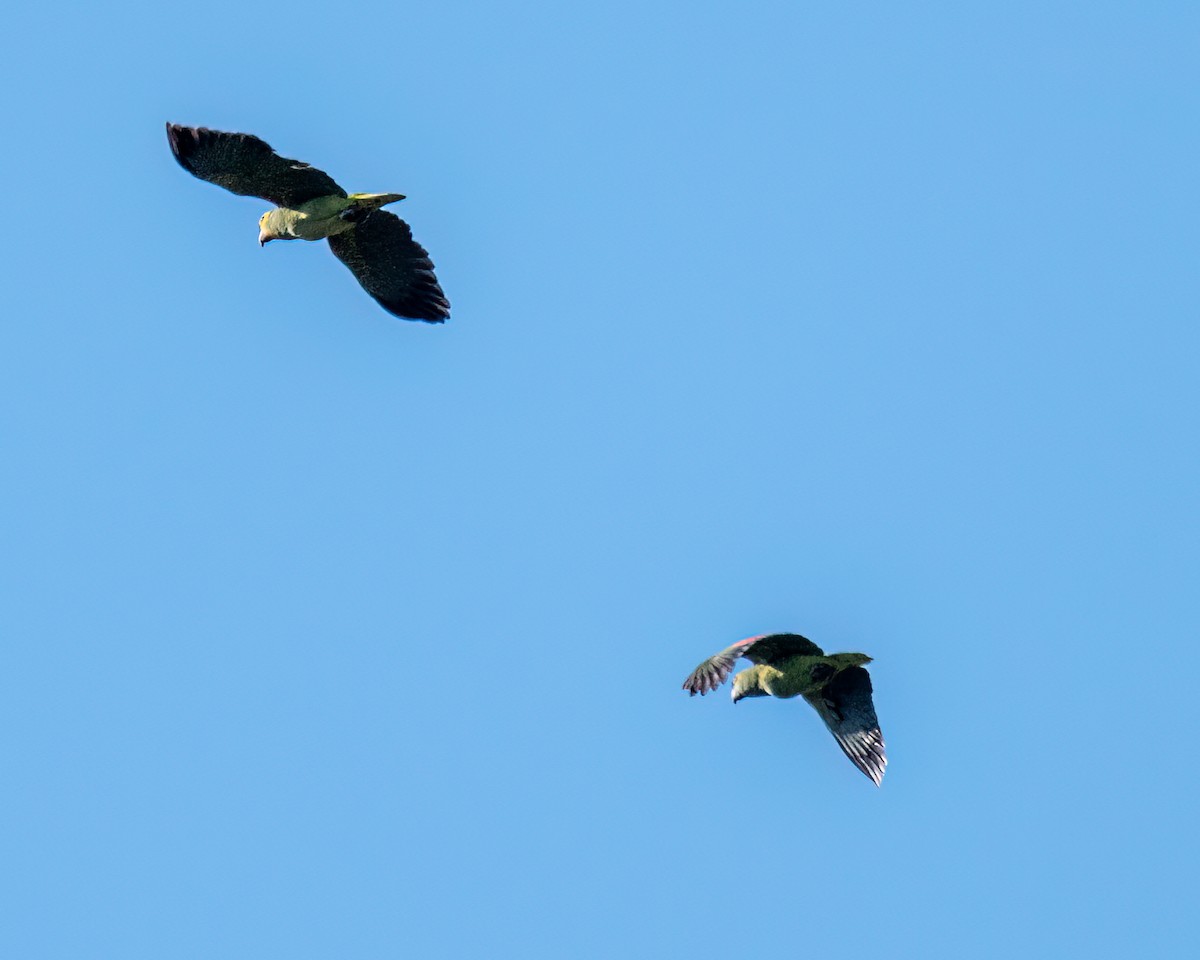 Turquoise-fronted Parrot - ML622051708