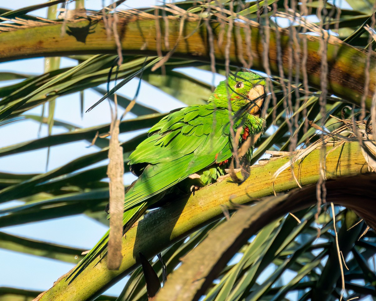 White-eyed Parakeet - ML622051709