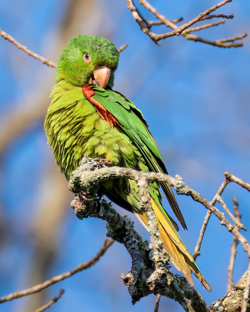 White-eyed Parakeet - ML622051710