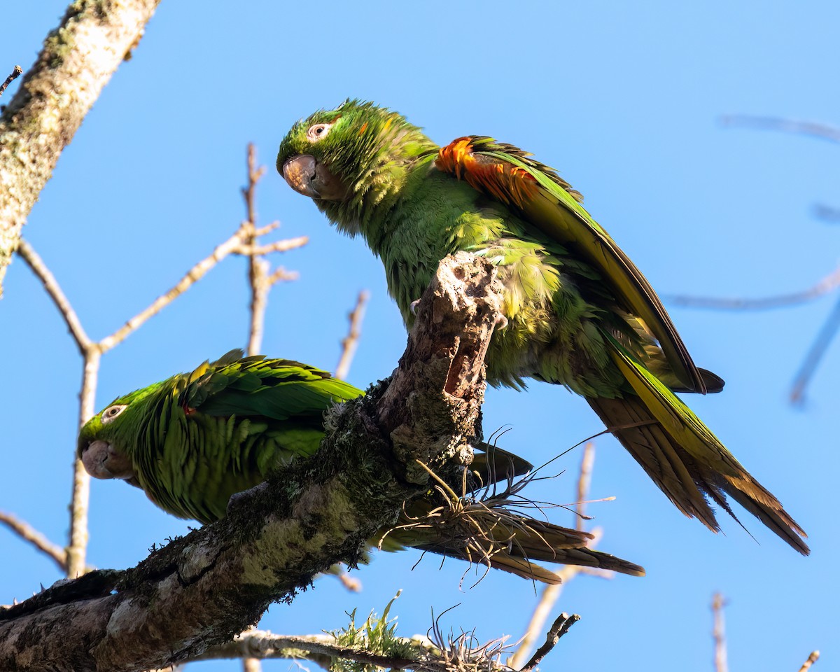 White-eyed Parakeet - ML622051711