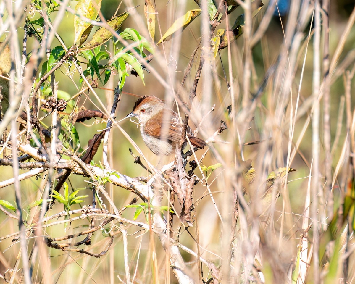 Rufous-capped Antshrike - ML622051712