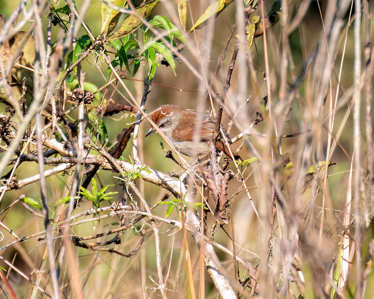 Rufous-capped Antshrike - ML622051713