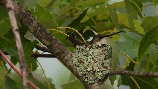 Colibrí Gorjirrubí - ML622051737