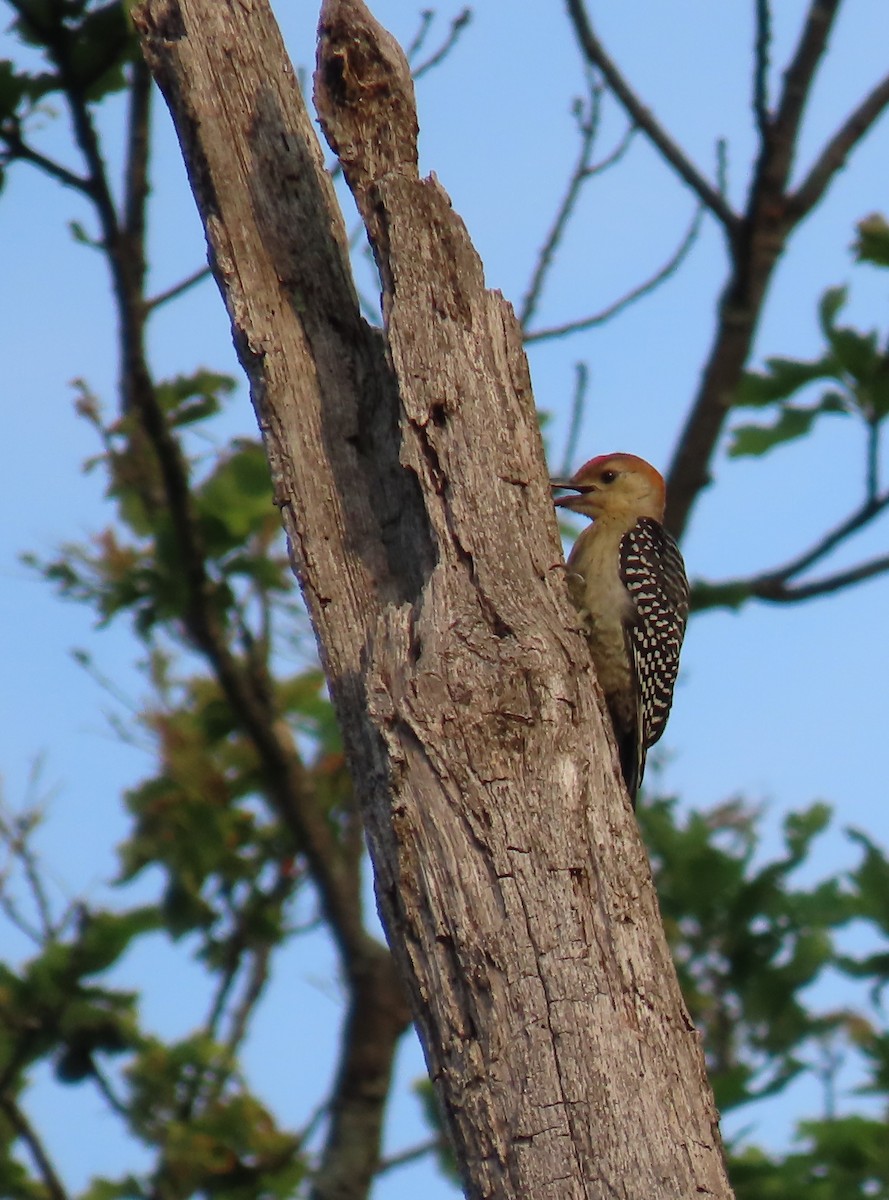 Red-bellied Woodpecker - ML622051739