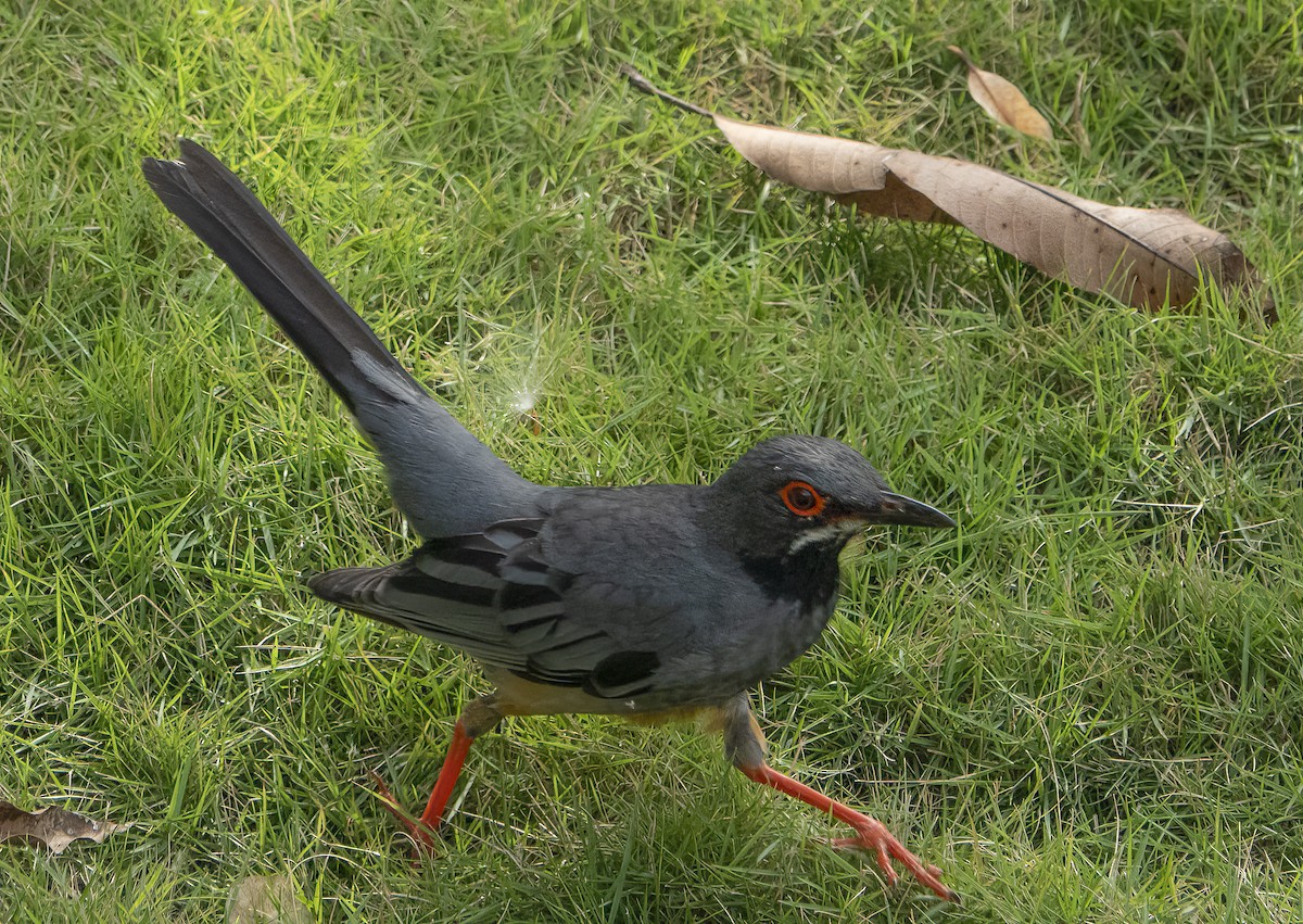 Red-legged Thrush (Cuban) - ML622051740