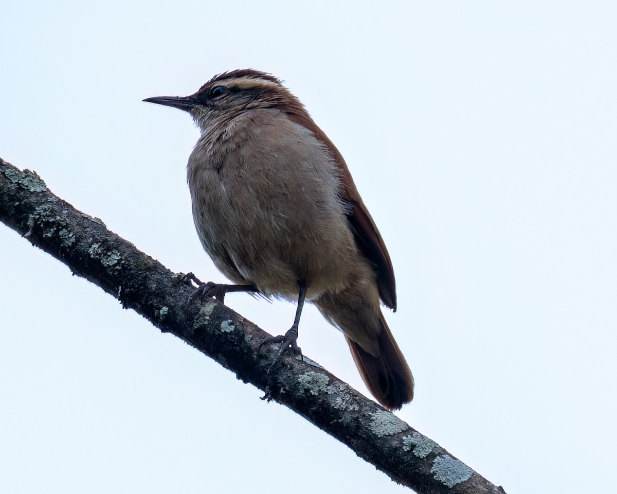 Yellow-chinned Spinetail - ML622051741