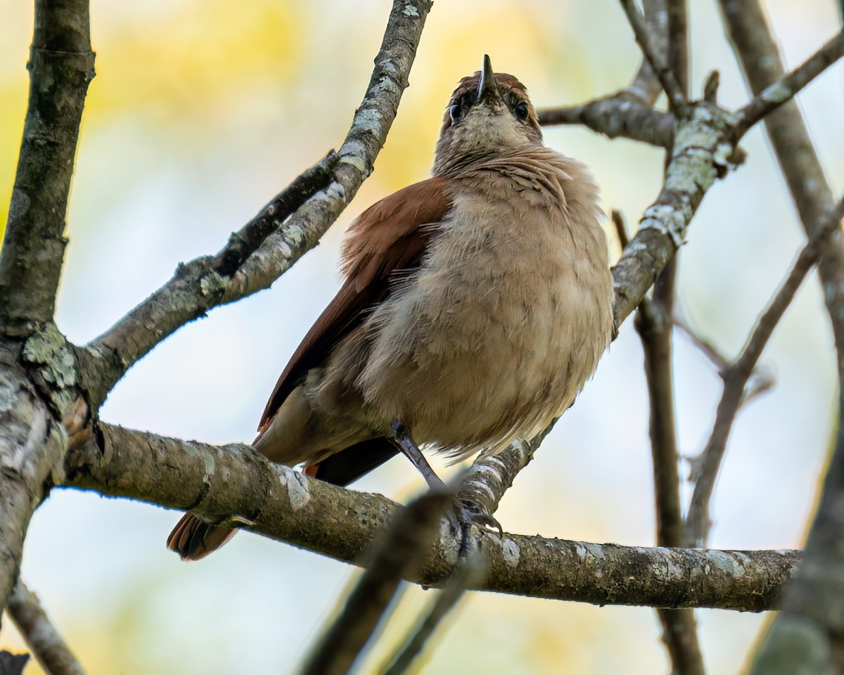 Yellow-chinned Spinetail - Victor Pássaro