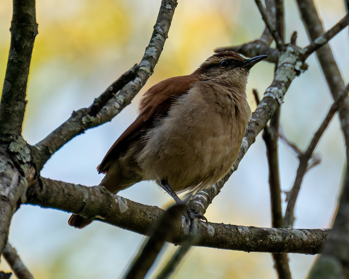 Yellow-chinned Spinetail - ML622051743