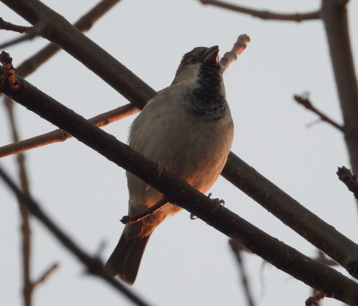 House Sparrow - ML622051744