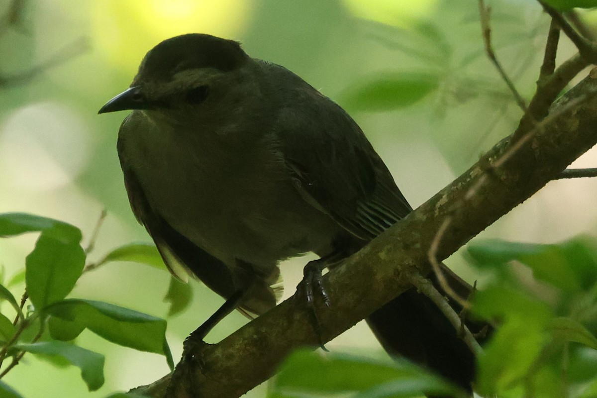 Gray Catbird - ML622051746