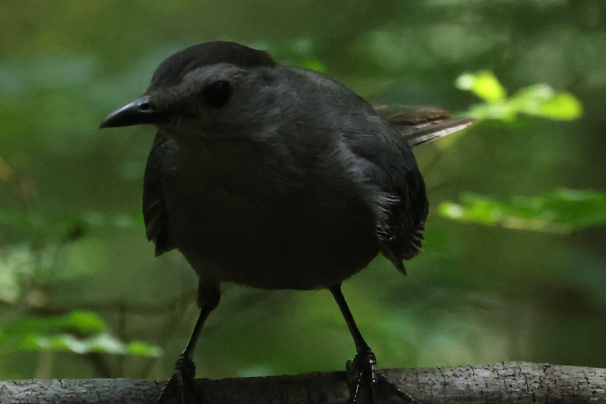 Gray Catbird - ML622051747