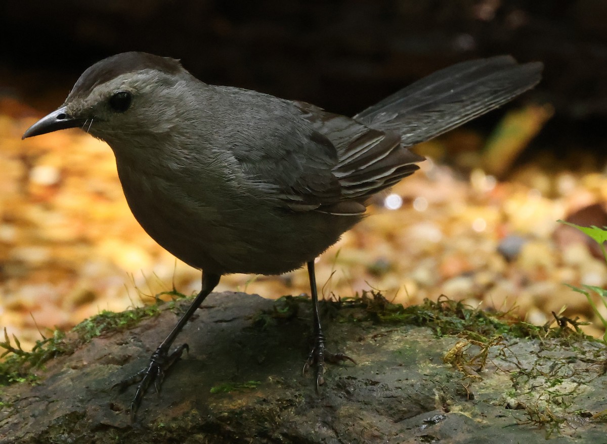 Gray Catbird - ML622051748